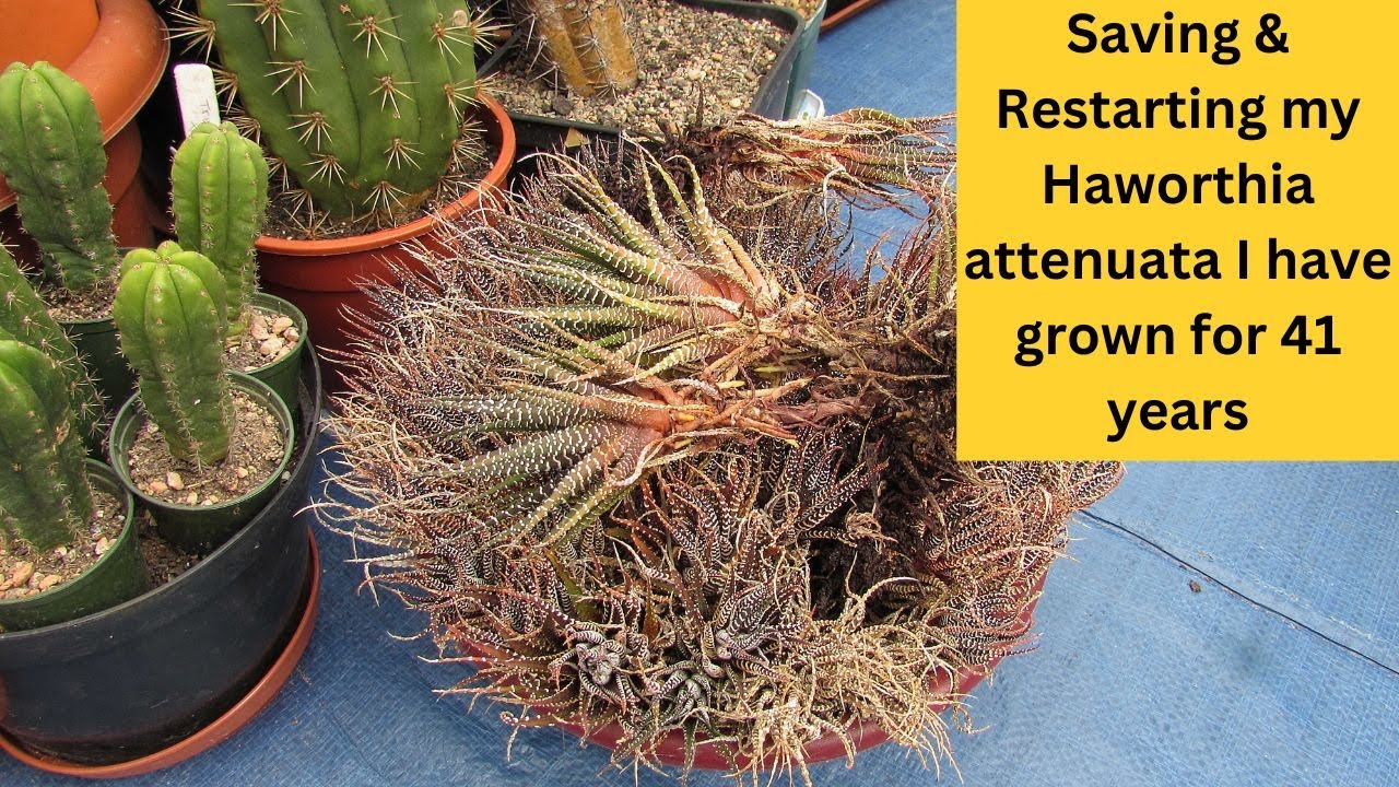 Saving & Restarting my Haworthia attenuata I have grown for 41 years #succulent  #cactus #cacti