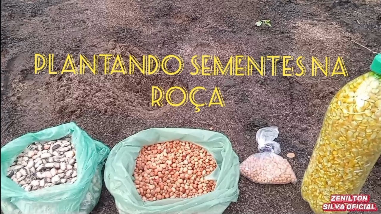 PLANTANDO MILHO, FEIJÃO, FAVA NA MINHA ROÇA 