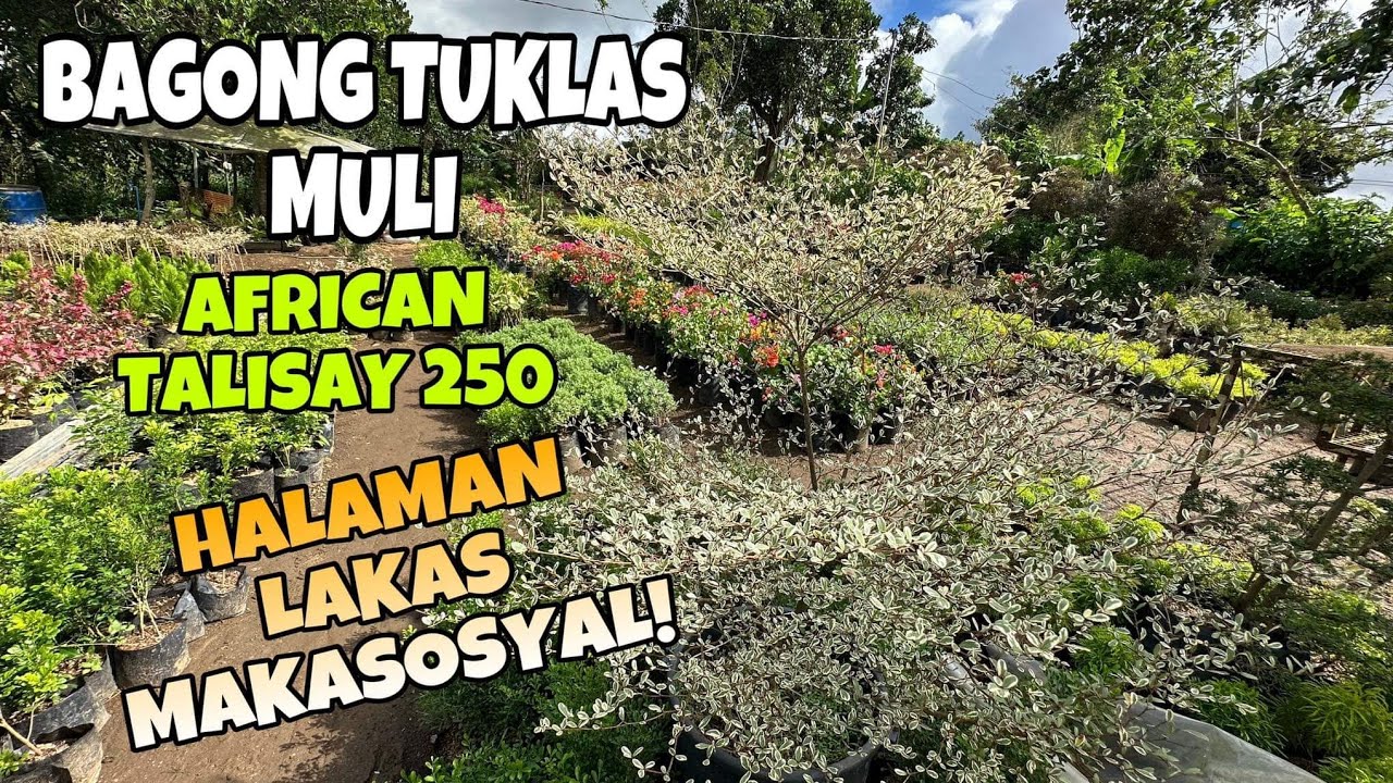 BAGONG TUKLAS JACKPOT MURA!!!  TALISAY 250 TAKE HOME AGAD
