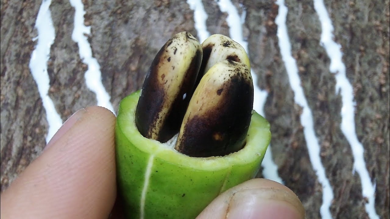 Árbol de chicle, árbol del chilte, árbol de látex, 𝑪𝒏𝒊𝒅𝒐𝒔𝒄𝒐𝒍𝒖𝒔 𝒕𝒆𝒑𝒊𝒒𝒖𝒆𝒏𝒔𝒊𝒔.