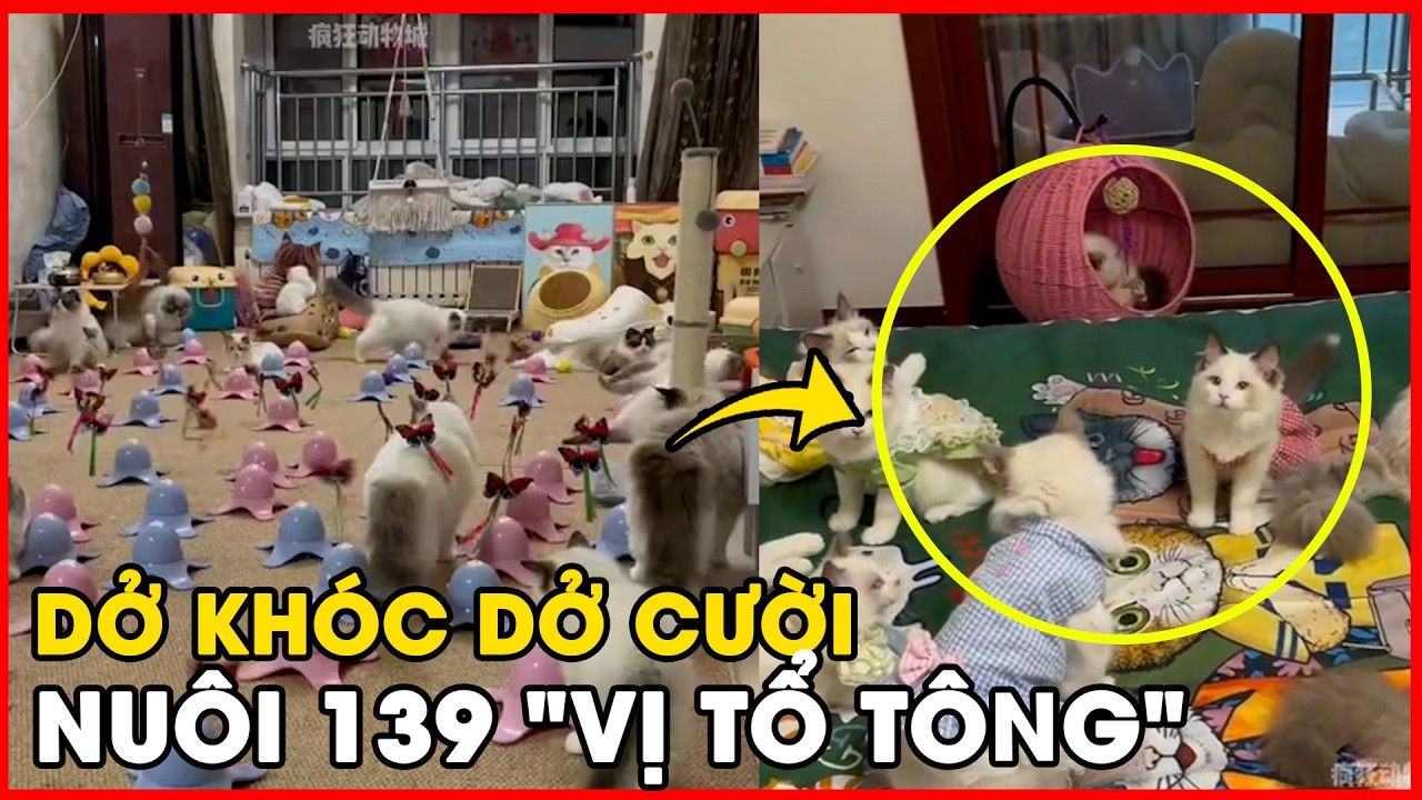Choáng ngợp với cuộc sống nuôi 139 chú mèo: Chi phí 350 triệu/tháng có thật không?
