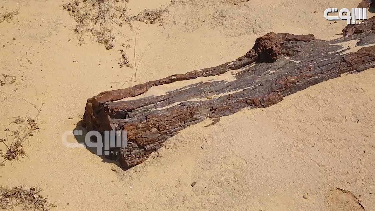 غابة القاهرة المتحجرة  مستعدة لاستقبال الضيوف
