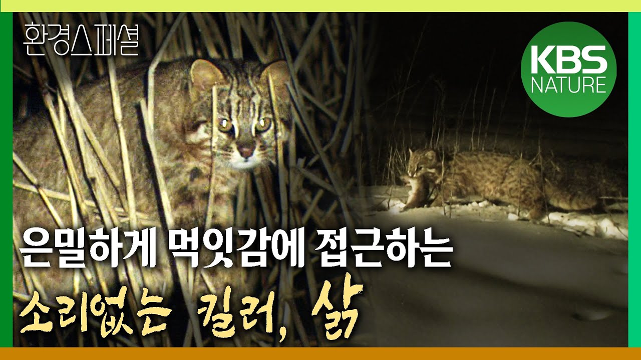 은밀하게 먹잇감에 접근하는 소리없는 킬러, 삵 [환경스페셜-야생흔적, 생명의 숨결을 읽다] / KBS 20070328 방송