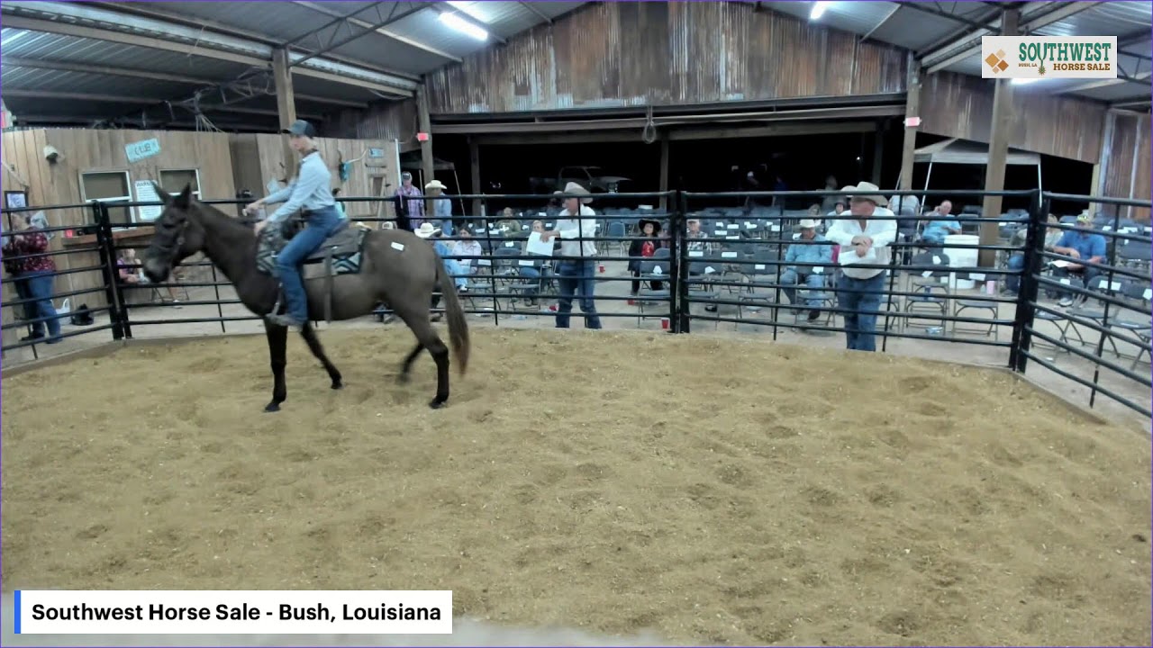 Southwest Horse Sale - Bush, Louisiana