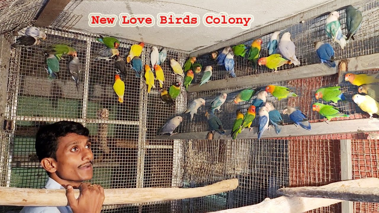 Love Birds Colony Setup / Abnormal Beak Growth In Birds / How To Care Your Birds In Winter.