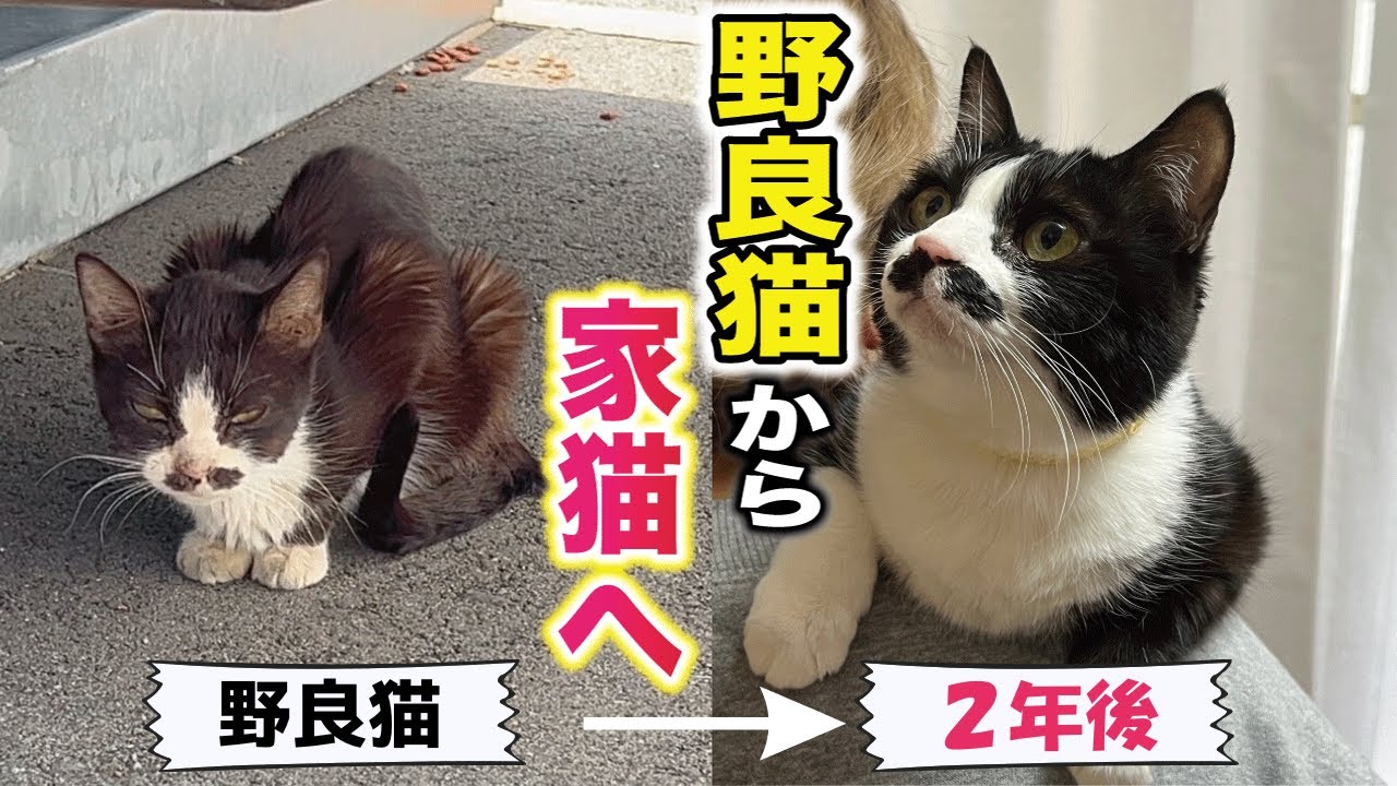 瀕死状態で必死に助けを求めてきたガリガリ猫を保護してから２年間の記録【野良猫から家猫へ】