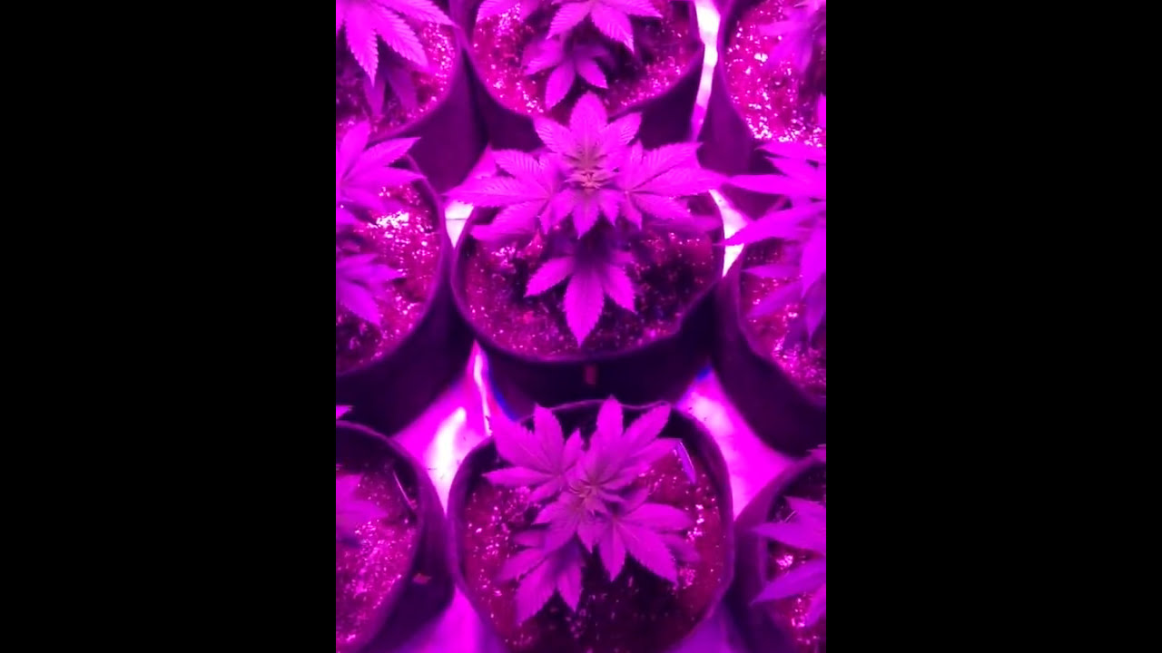How to know if I have an IBL Stable strain(IBL-IDENTIFICATION) (by YoungHerbologist)