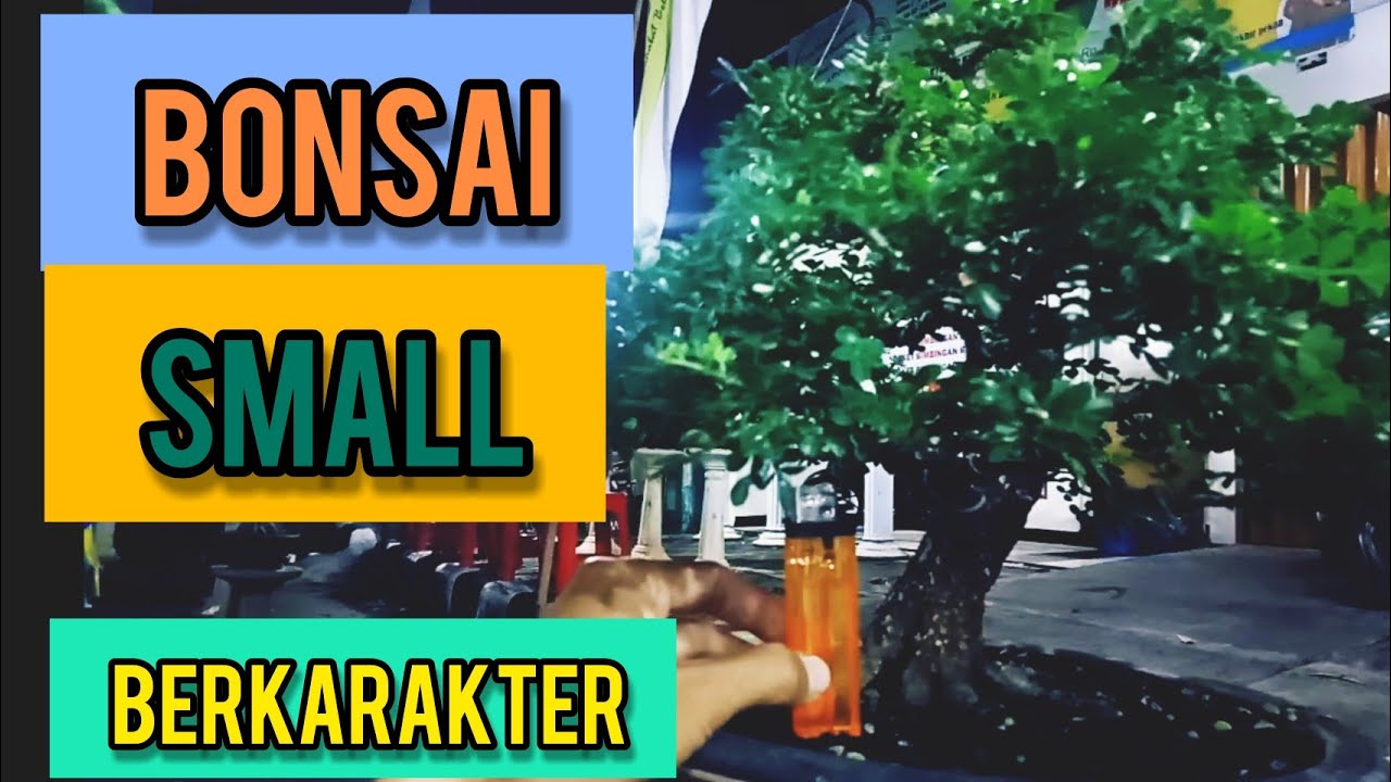 BONSAI small Tree Big Dreams