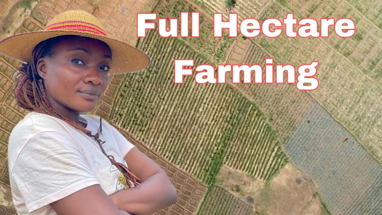 Farming On A Hectare Of Land in Jos Nigeria 🇳🇬 The New Gold #farming #farminglife