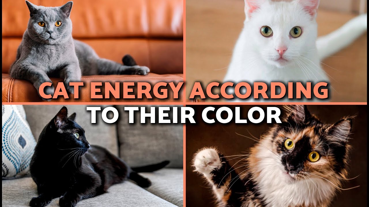 SPIRITUAL MEANING of CAT COAT COLORS the ENERGY They Transmit 🙀