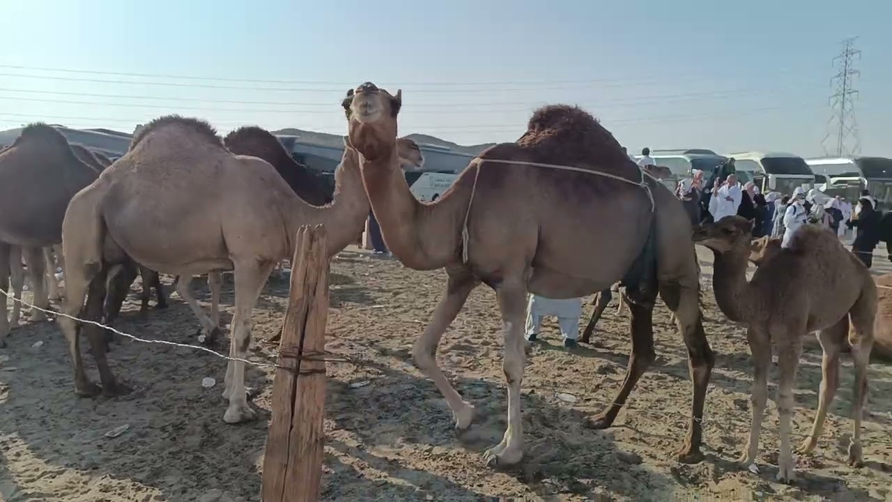 Hüdeybiye Deve Çiftliği 