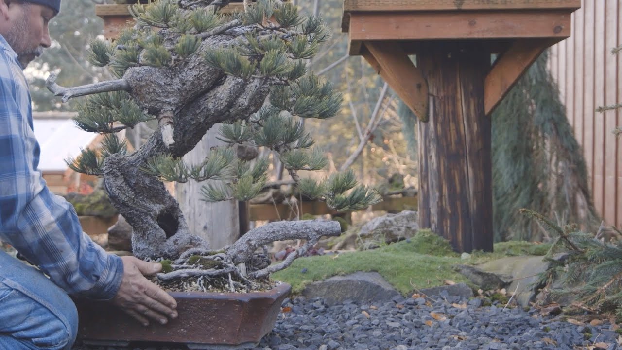 Overwintering Bonsai trees