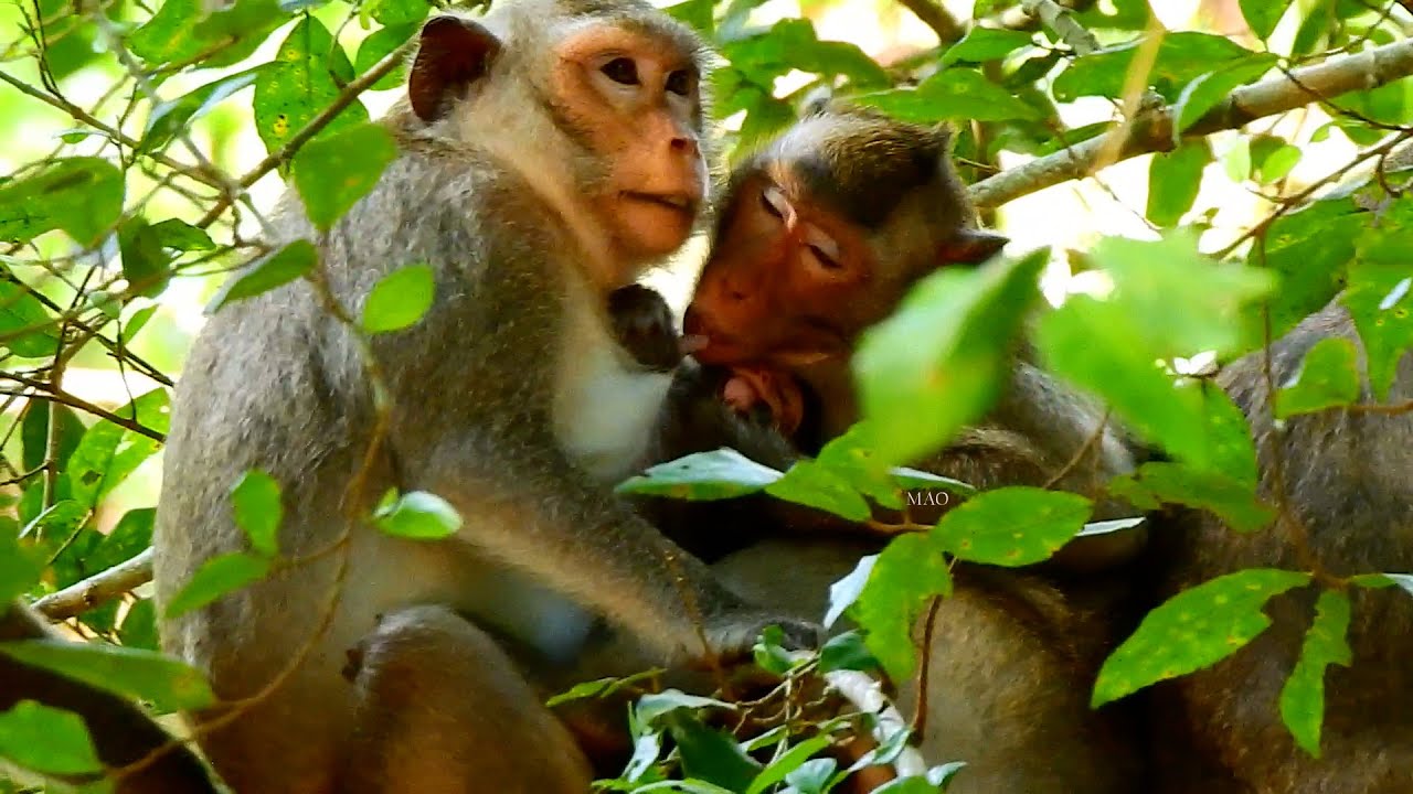 Monkey Viola with baby when sister Vikki came and requested nursing