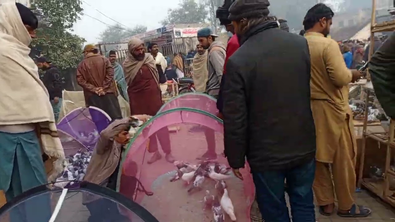 اج پھر بازار میں بڑی رونق ہے بڑے خوبصورت پرندے دوست لے کے ائے ہیں
