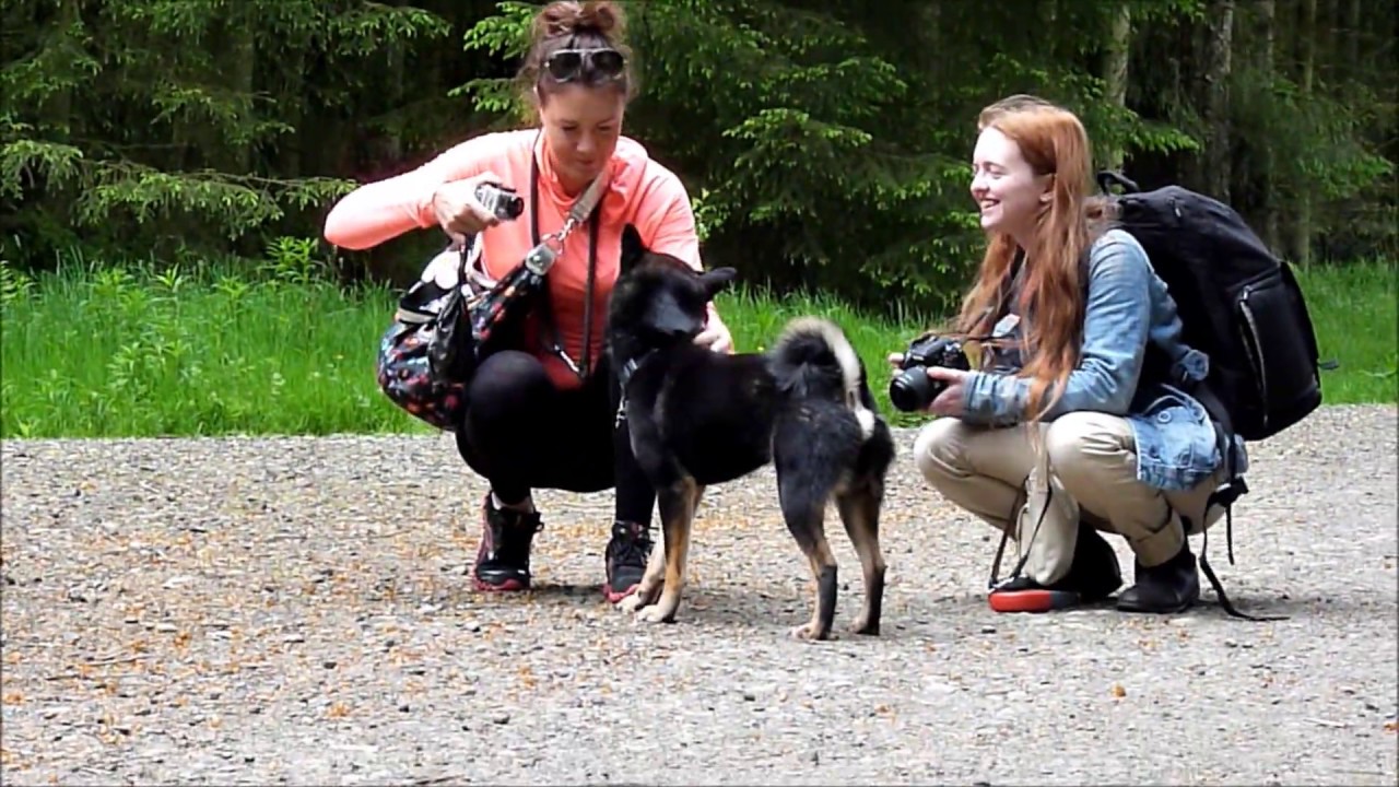 Japanese Shiba Inu Meet June 2014