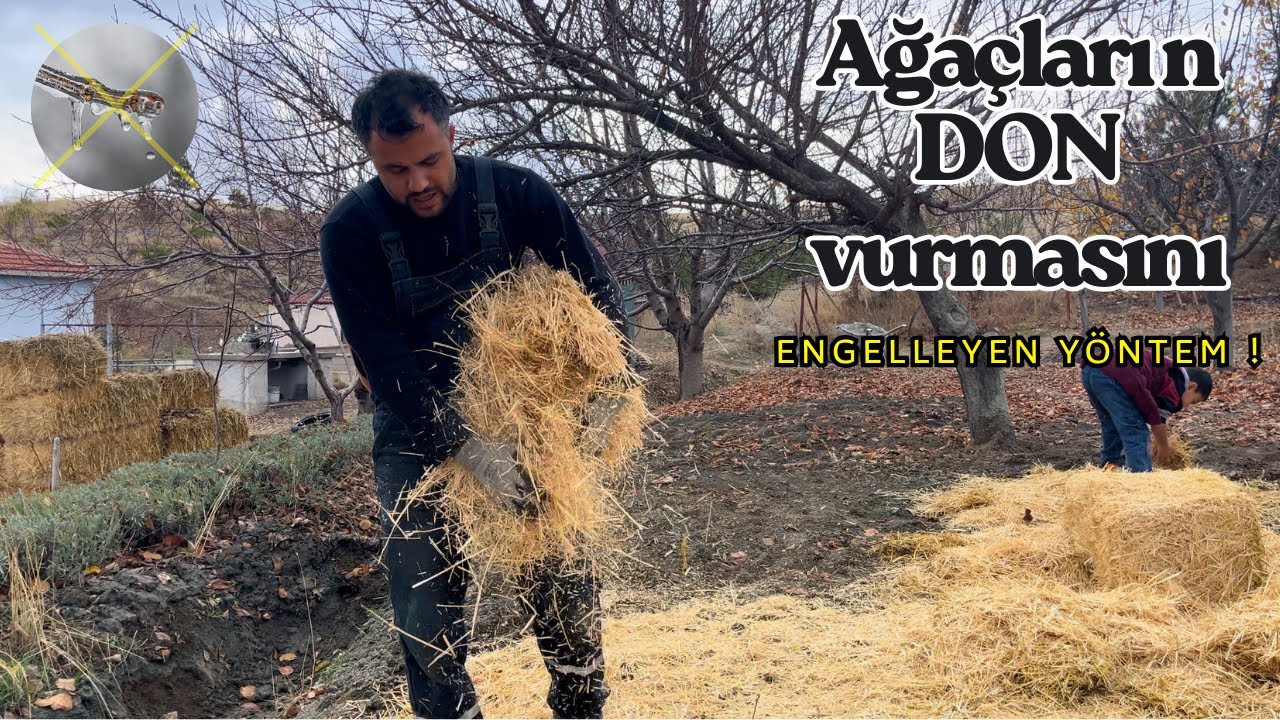 Ağaçlarınızın Erken Uyanmasına İZİN VERMEYİN! 🤫 Bahçenizi Dondan Korumanın En Kolay Yolu