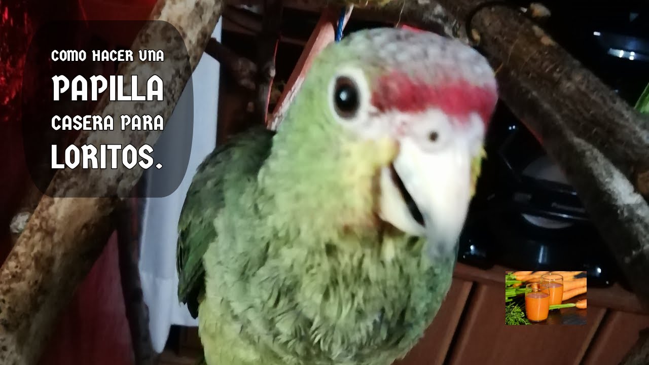 Como hacer una papilla casera para tu lorito papillero.