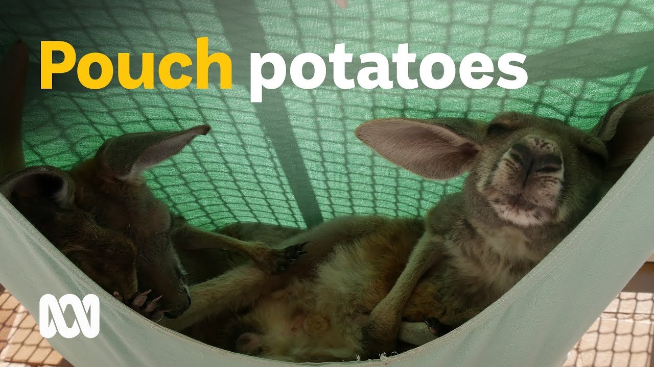 Orphaned kangaroo joeys keep outback volunteers on the hop