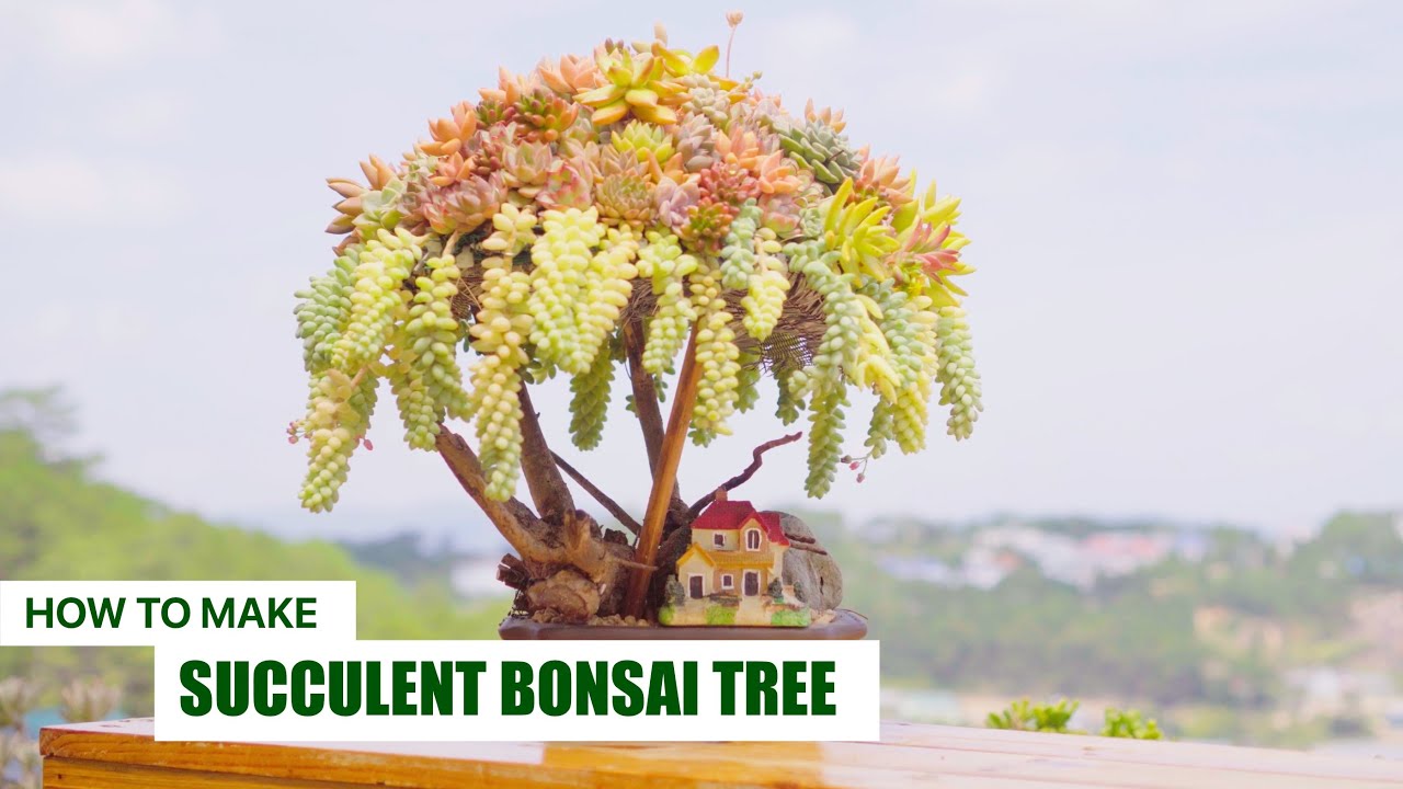 How to Make Succulent Bonsai Tree 🦋🌸 \\ Joy Garden | Succulent