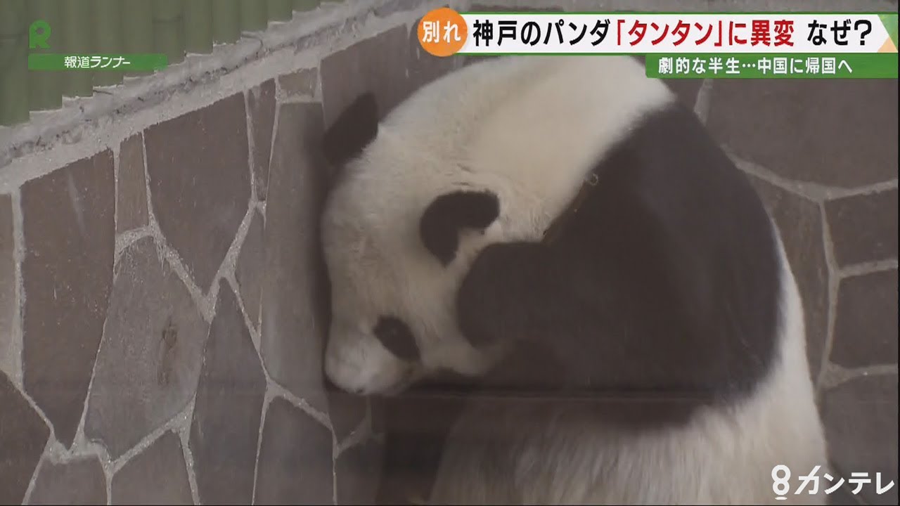 パンダの「タンタン」帰国へ向け、最後の日々を過ごす中…『＃また明日ね』と綴る飼育員の想い～カンテレ「報道ランナー」（2020/９/29OA）