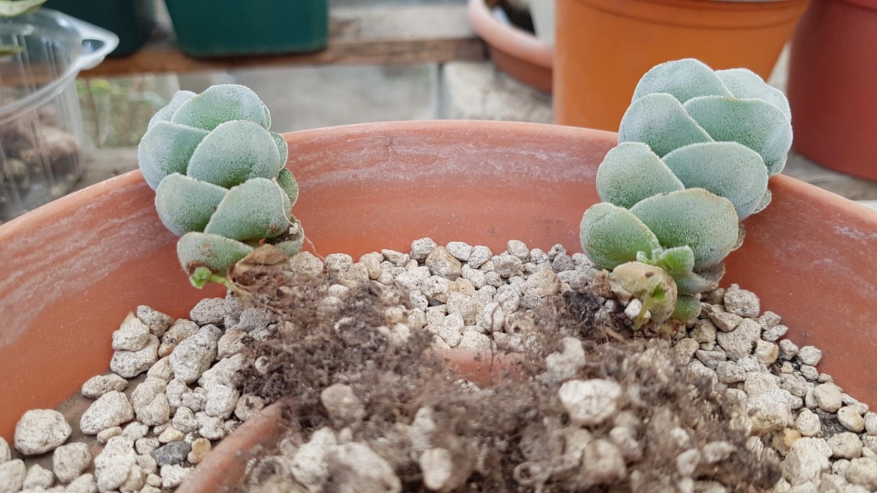 Crassula Ivory pagoda, se puede reproducir de varias maneras
