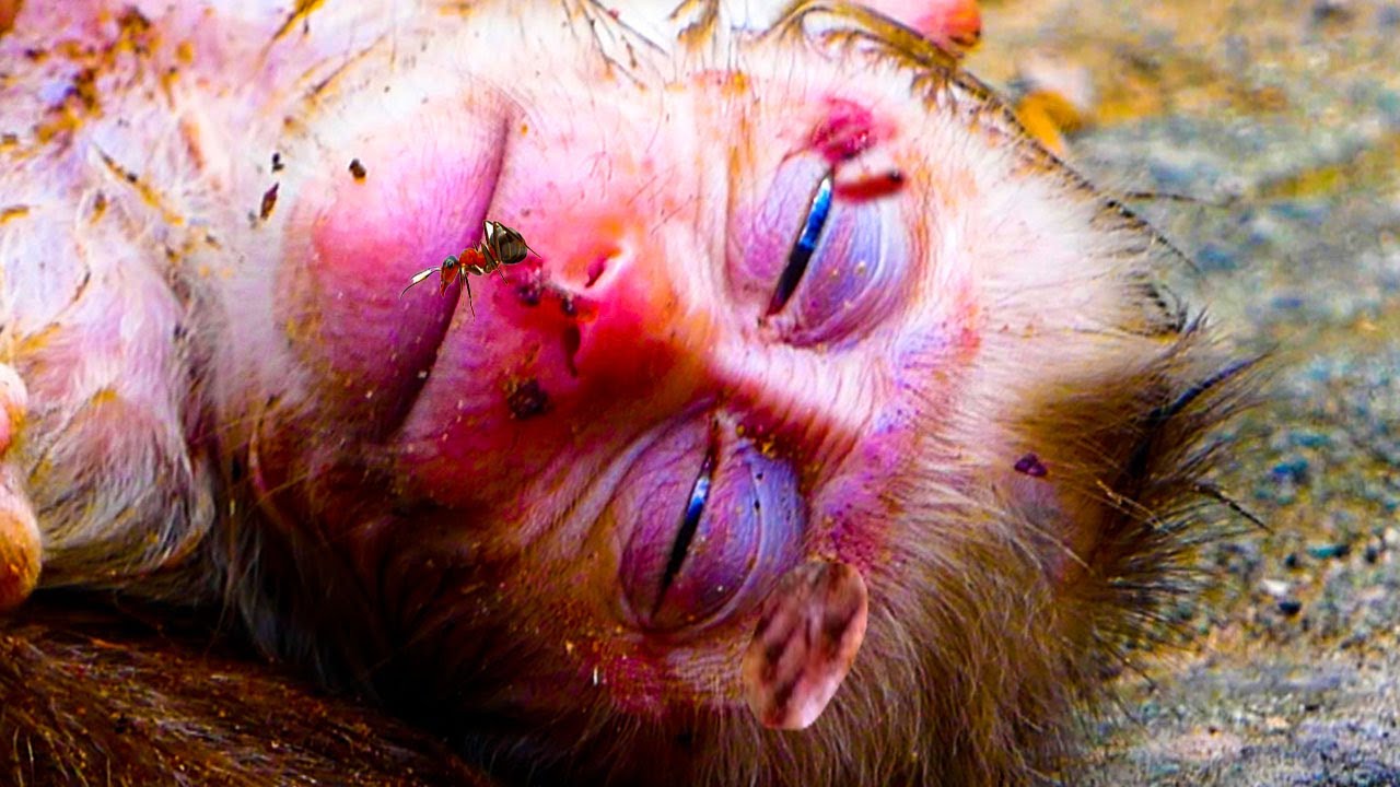 Monkey Family Moments That Shocked Everyone!