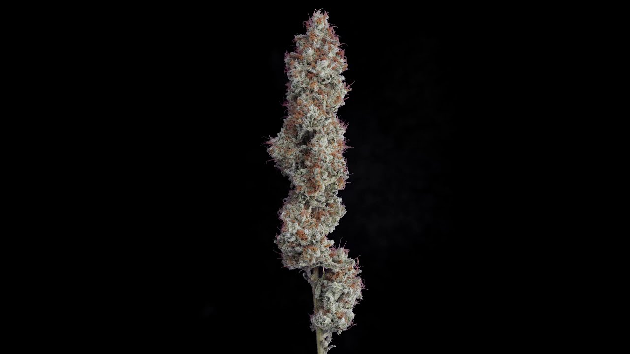 360 4k VIDEO CANNABIS FLOWER FROM GREASE&trade; DEVELOPMENT