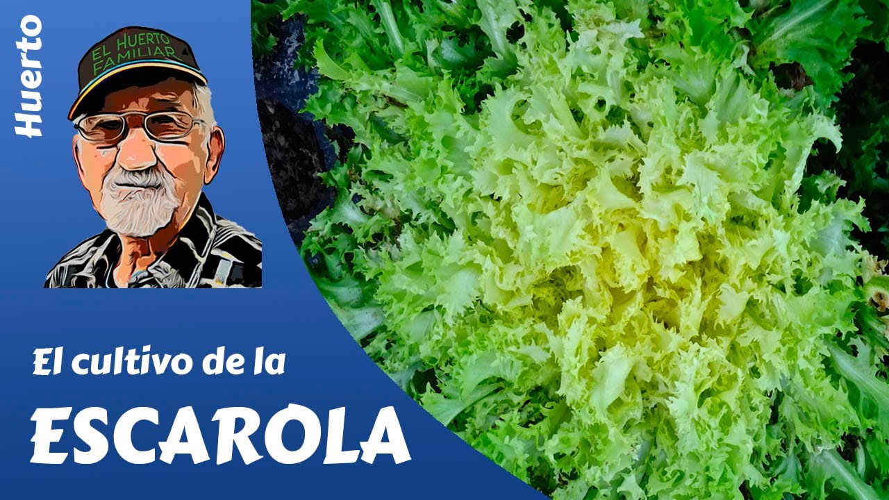 𝗘𝗦𝗖𝗔𝗥𝗢𝗟𝗔: El cultivo completo de la escarola. La ensalada de otoño-invierno