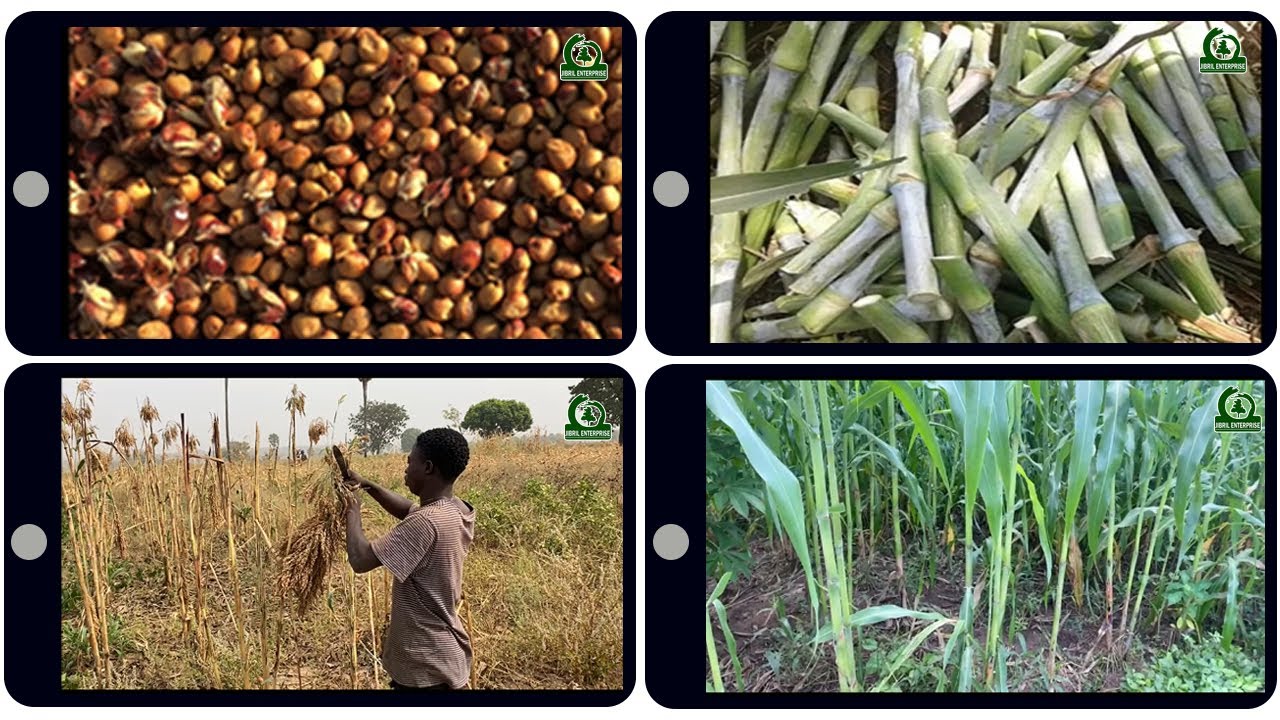 Sweet Sorghum Benefits: Nutrition, Farming & Industrial Uses!