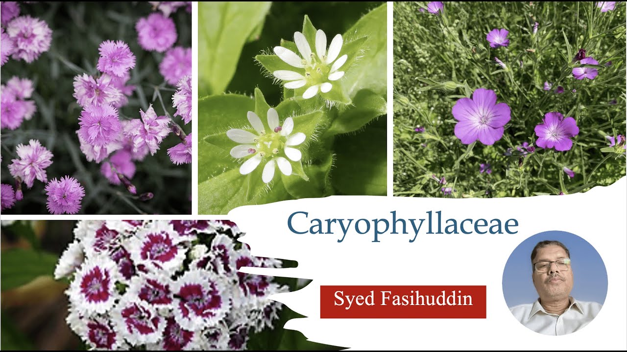 Caryophyllaceae
