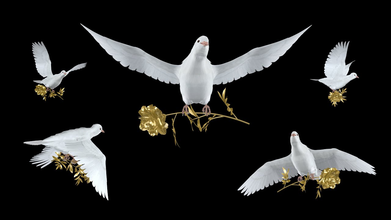 Holiday Dove with Golden Flower - Flying Loops and Transitions