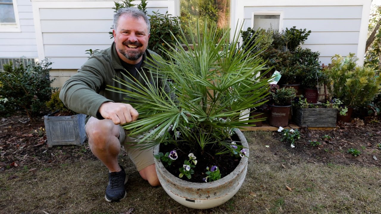 First Container Plants - Awesome New Palm