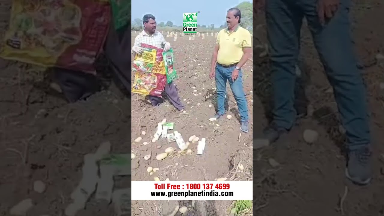 Excellent Results on Potato by using Green Planets Organic Products