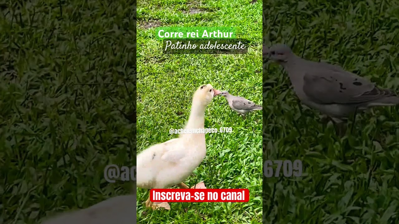 Patinho Rei Arthur fofura 