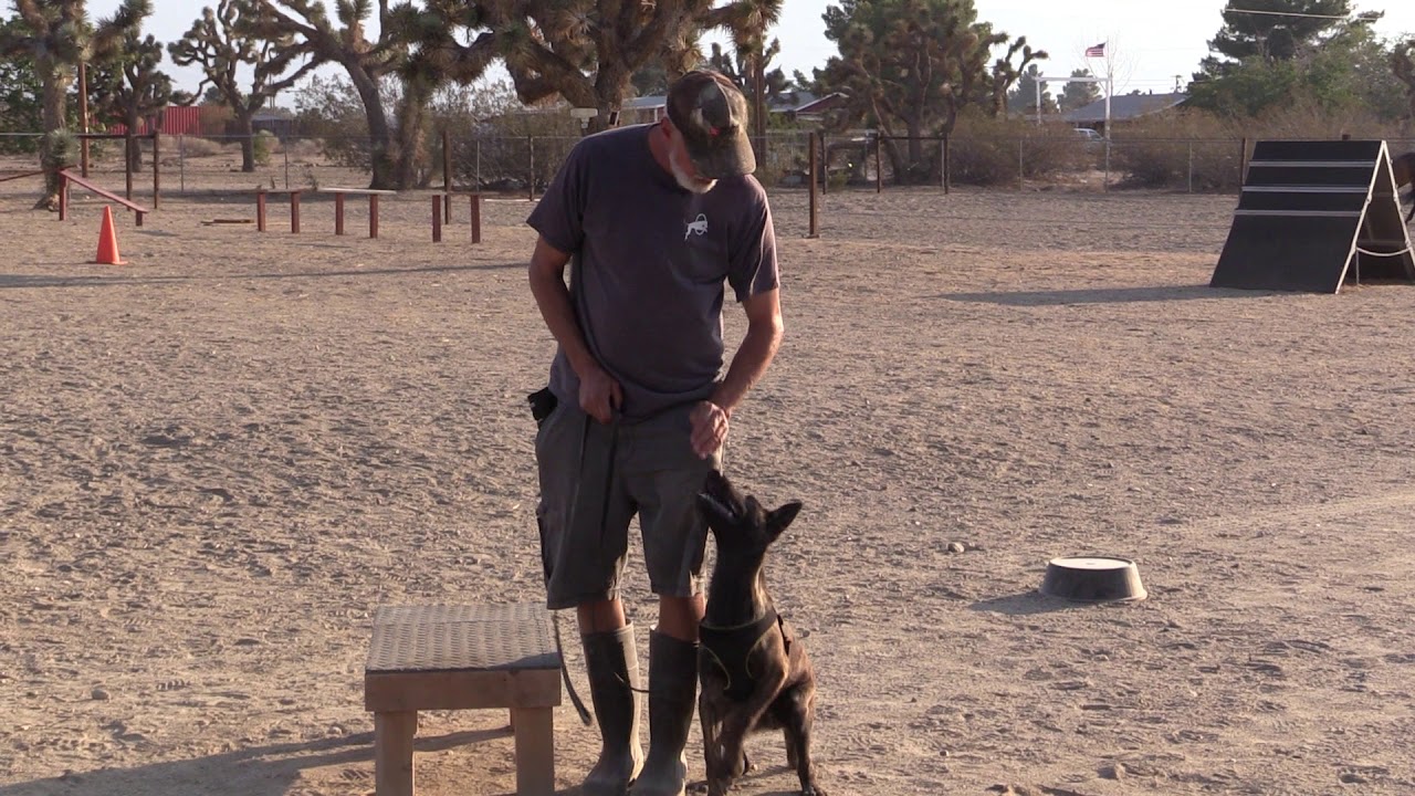 Rocky The Dutch Shepherd Puppy