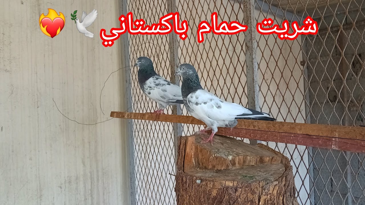شريت حمام باكستاني❤️‍🔥✈️