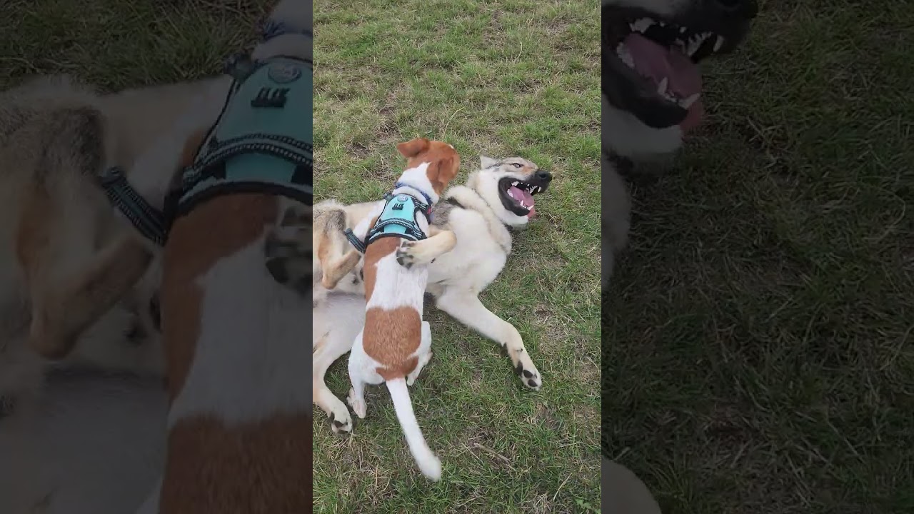 Fenrir the Wolfdog -v- Spud the Cockerjack. Epic battle of heroic proportions. #wolfdogs #funnydogs