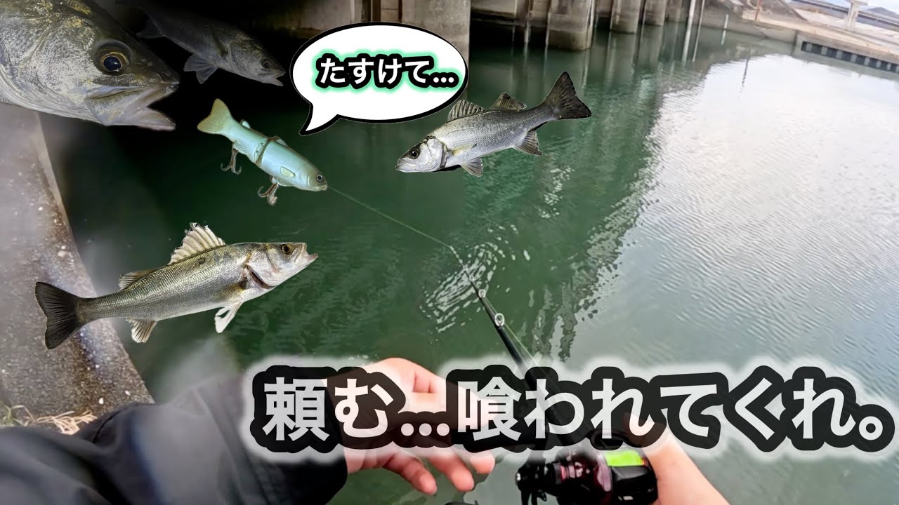 シーバスに襲撃されるスライドスイマー