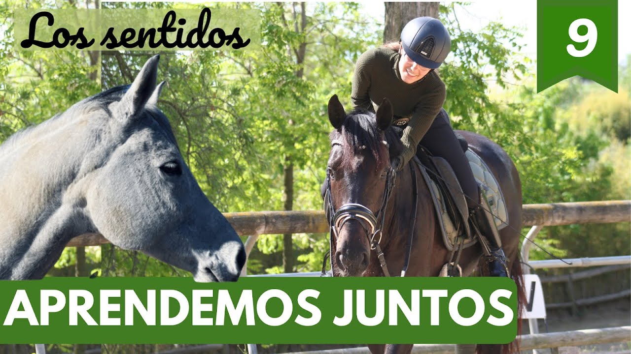 Los sentidos del caballo 👀👂🏼👅👣