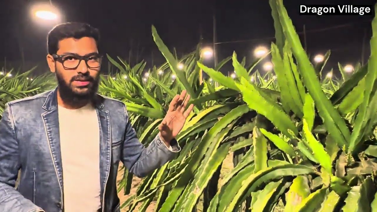 বাগানে অতিরিক্ত কুশি আসলে কি করবেন? Dragon Village 