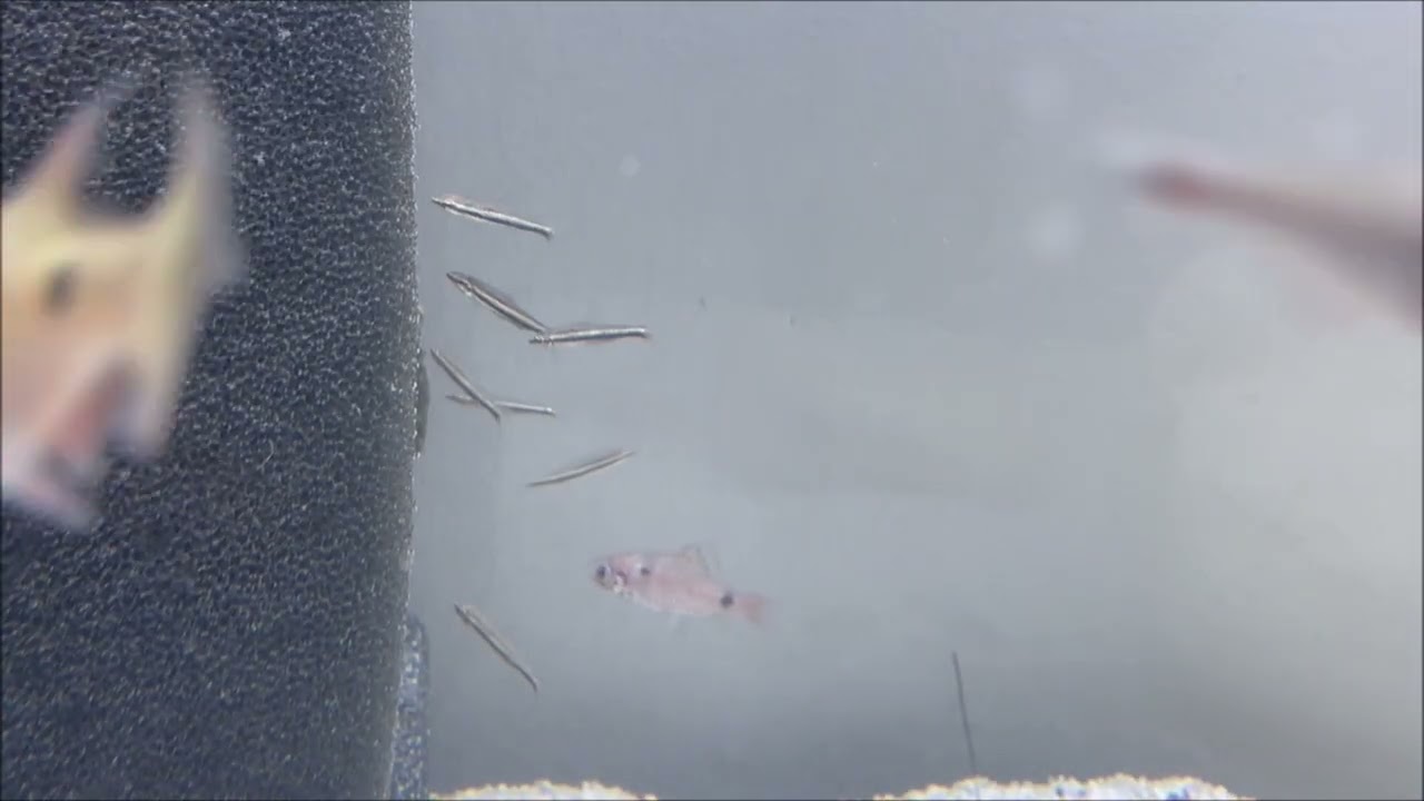 Dreibinden Ziersalmler - Nannostomus trifasciatus
