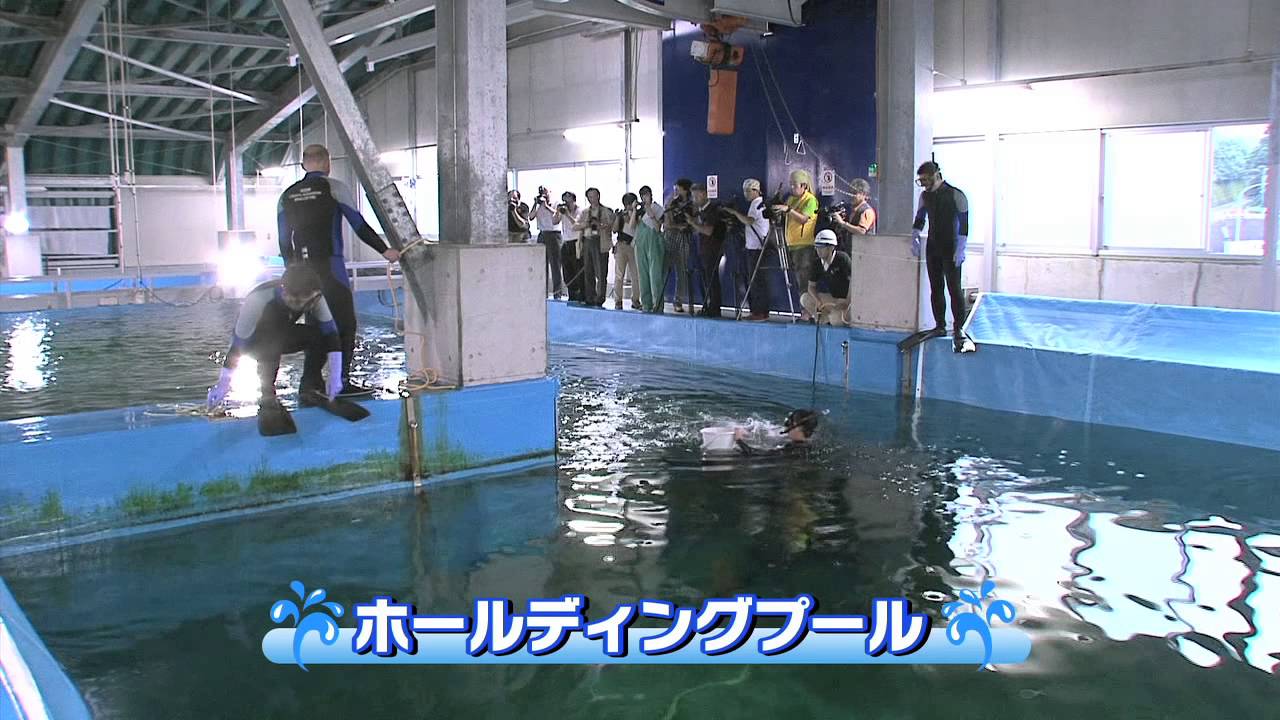 【海遊館】「どうやってきたの？ジンベエザメのお引越し」（高知県～大阪・海遊館）