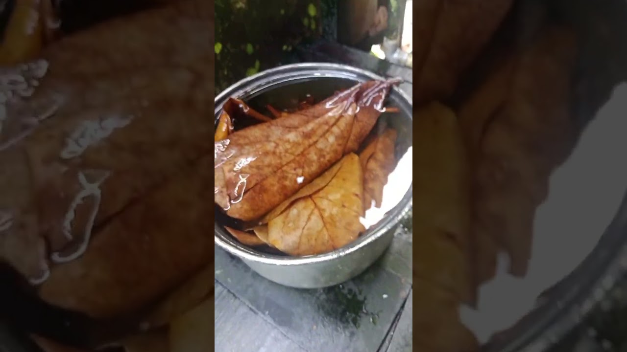 cara mengestrak daun ketapang