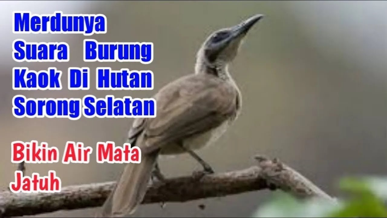Suara Burung Koak Kaok Gacor Di Tengah Hutan Bikin Hati Terasa Nyaman