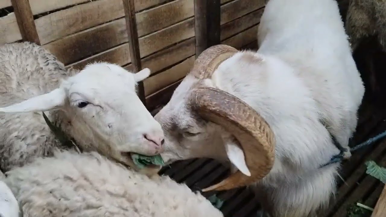 METODE BREEDING DOMBA SAKUB BIAR MENGHASILKAN