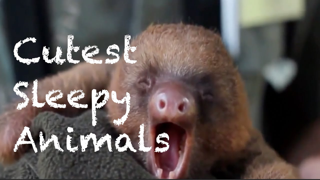 Cutest Sleepy Animals Compilation