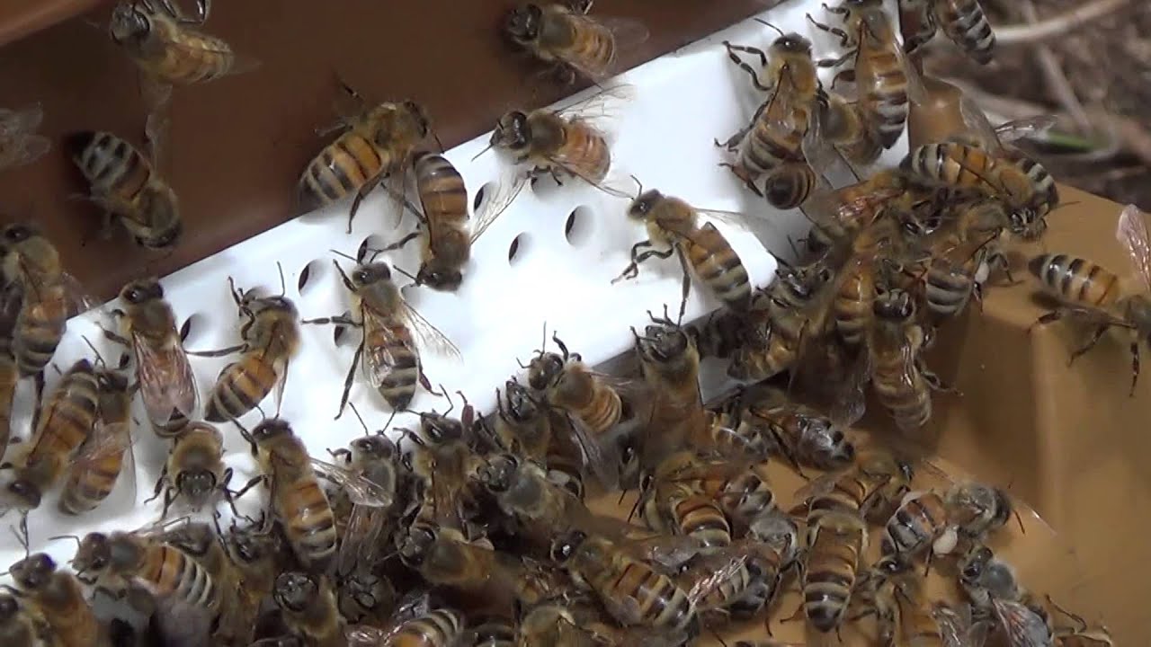 Les abeilles rentrent apr&egrave;s la pose des hausses