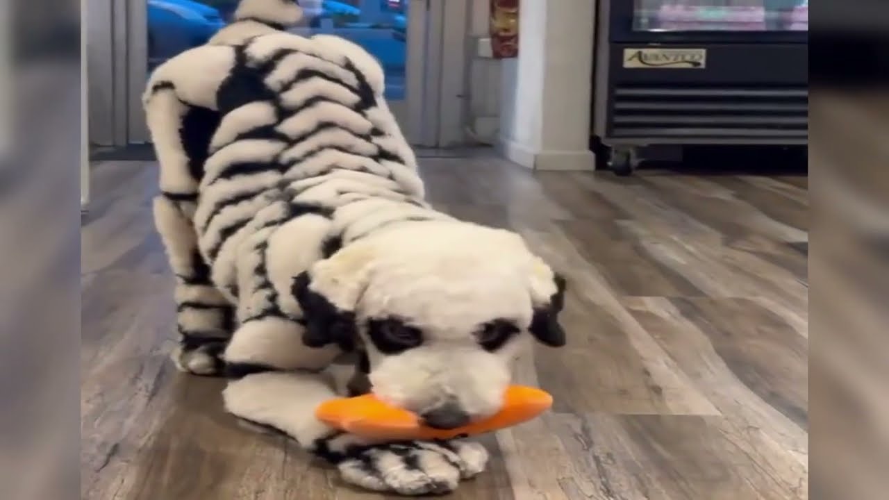 Spooky Skeleton Dog Costume Transformation! Halloween Pet Magic