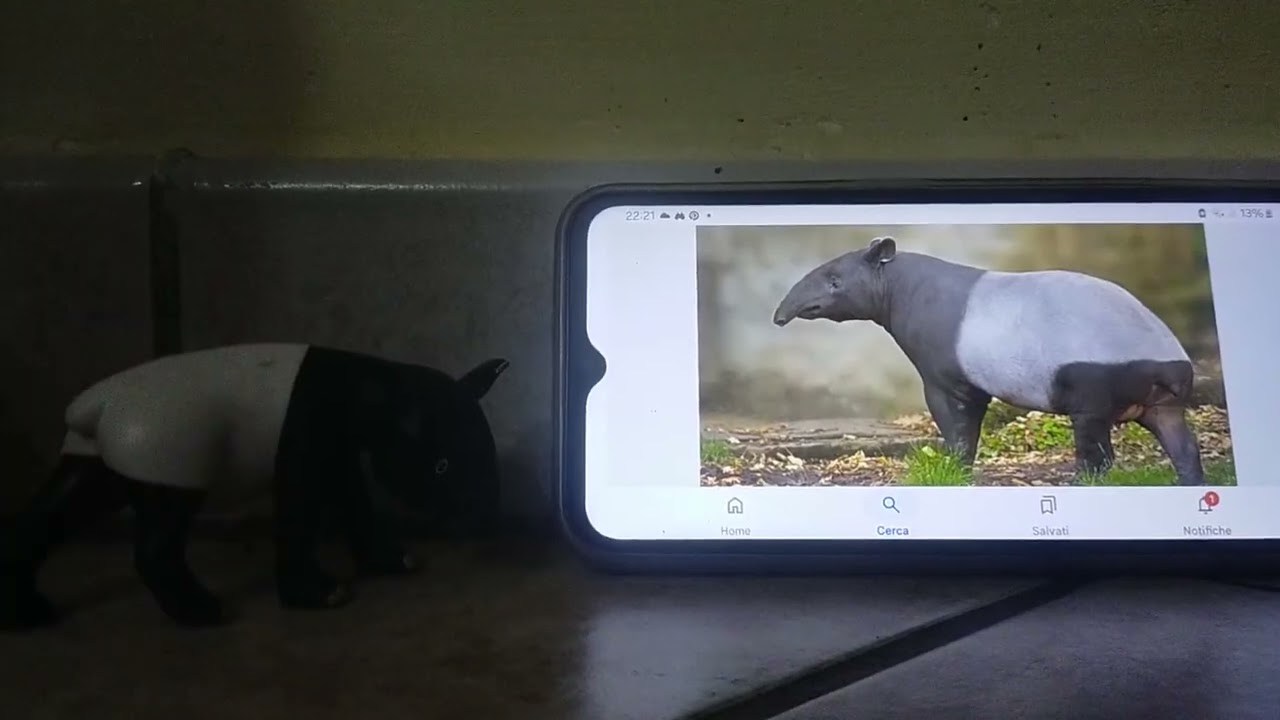 Meet the Animals 120: Tapir