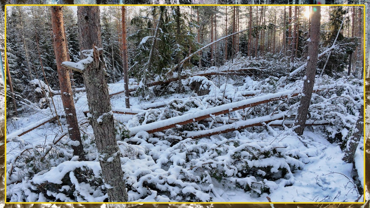 Tuulenkaatoja tänään.